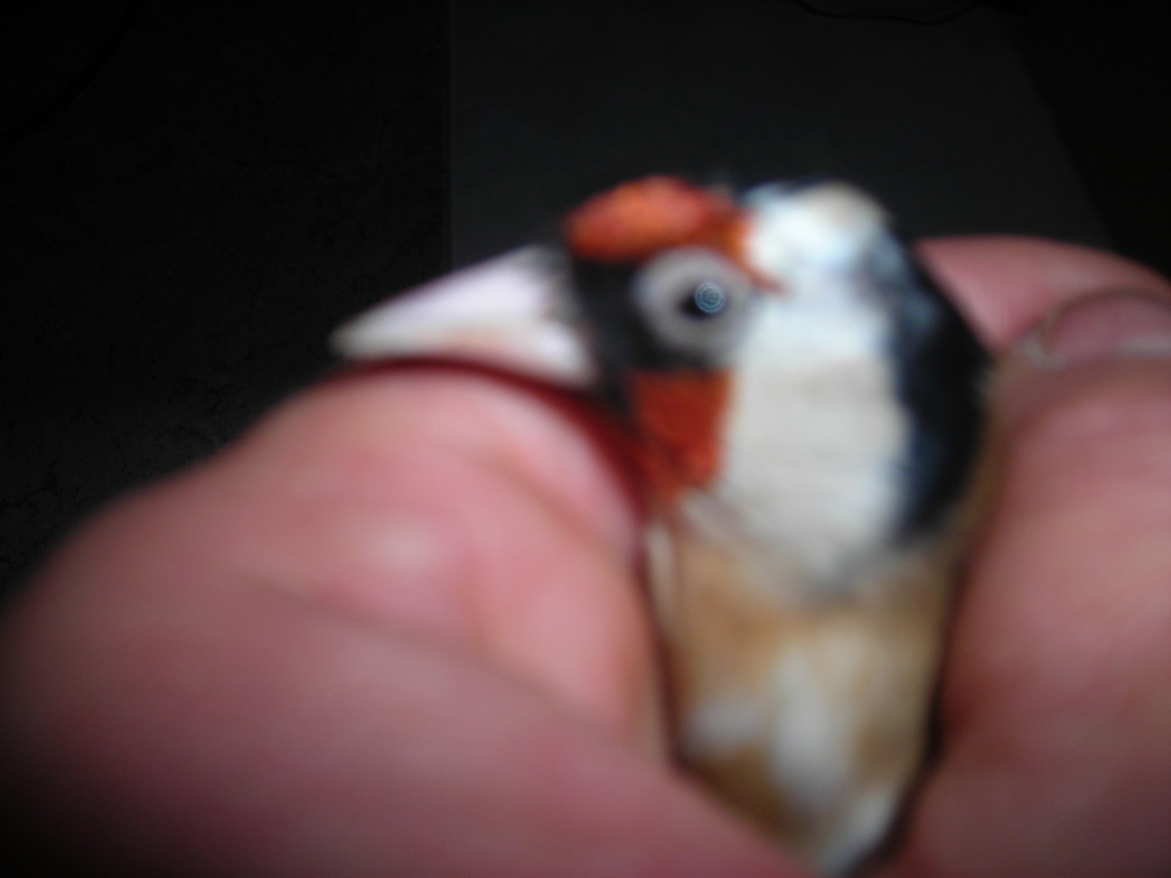 ENFERMEDADES PAJAROS 005.jpg