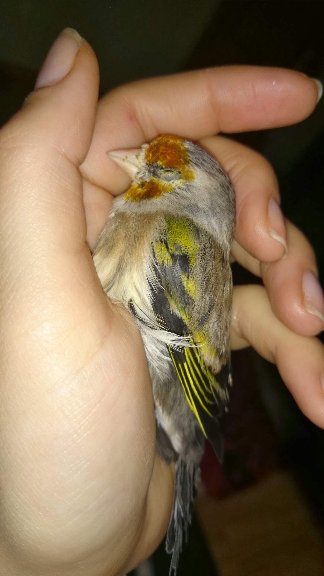 IMG-20140203-WA0000 (1).jpg