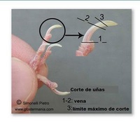 uñas[1].jpg