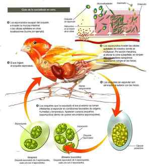 ciclo de la coccidiosis en aves .jpg