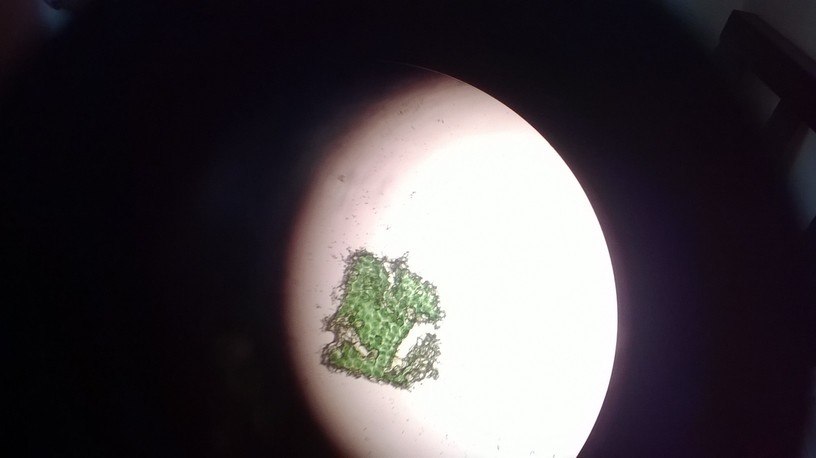 celulass