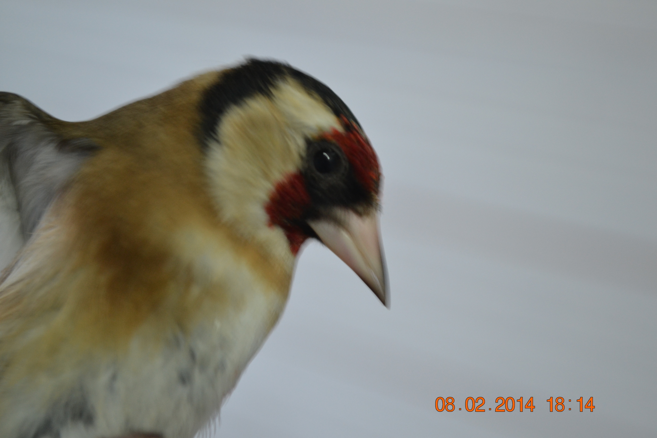 DSC_0040.JPG