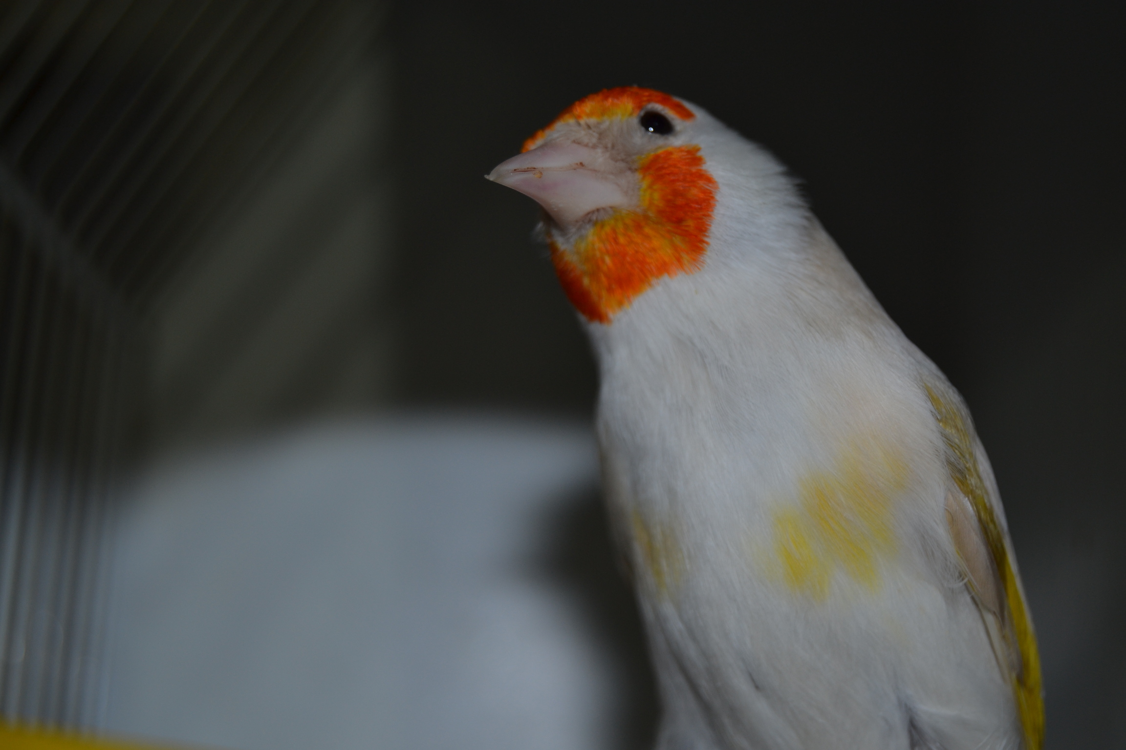 DSC_0103.JPG