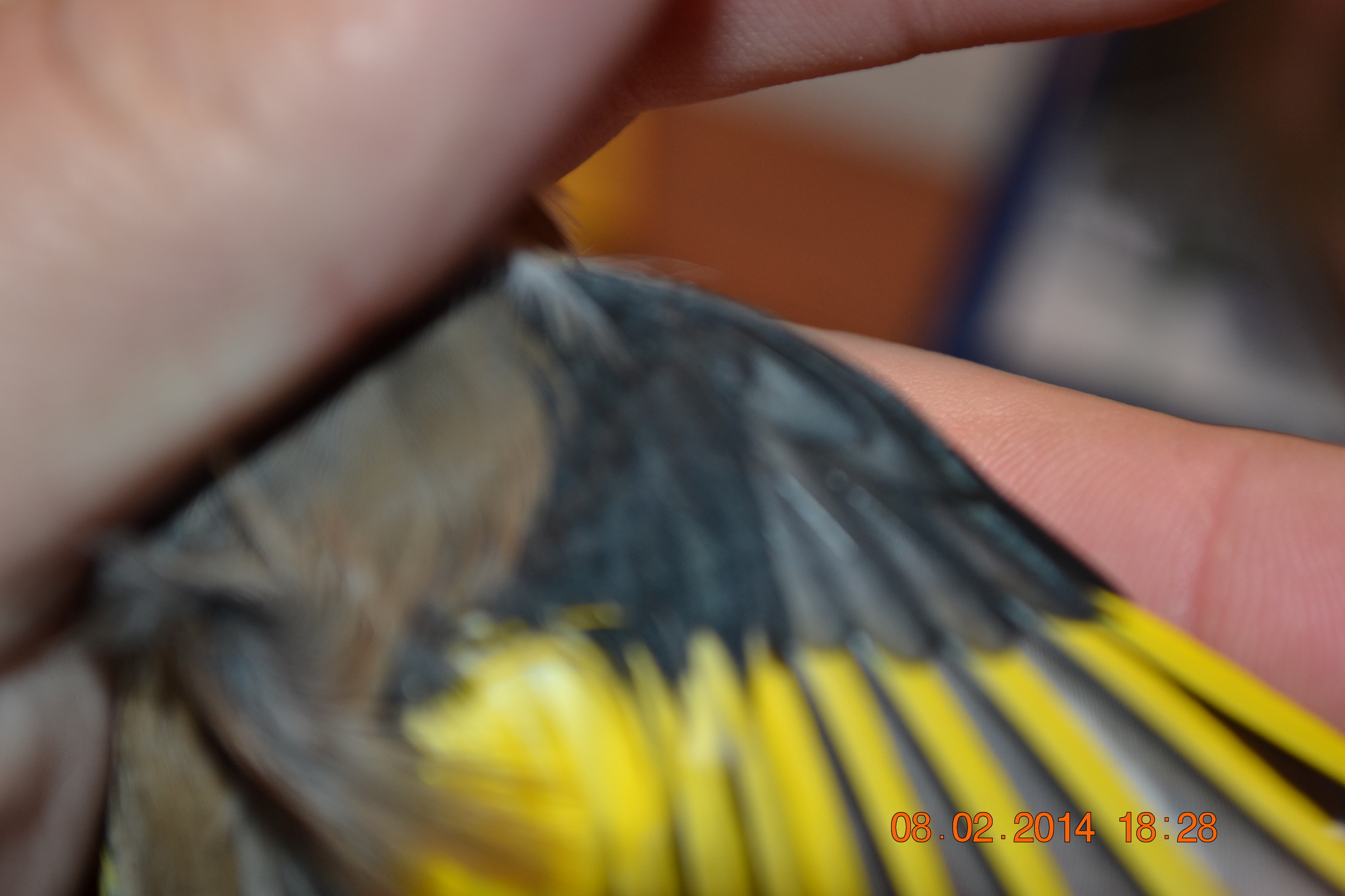 DSC_0043.JPG