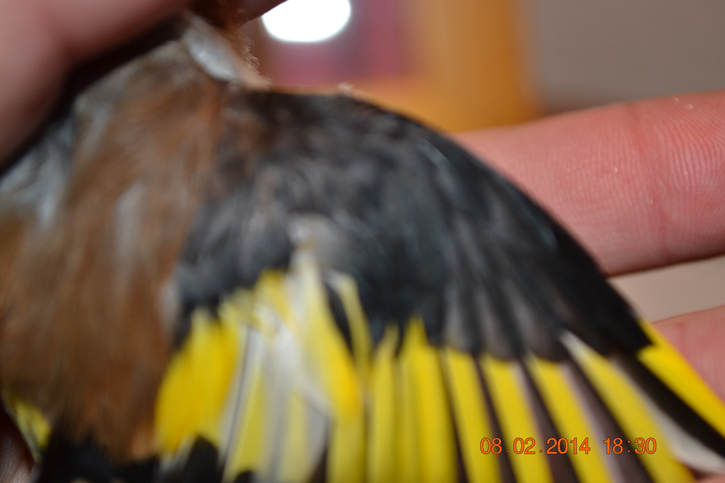 DSC_0045.JPG