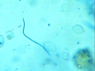 Imagen 068.jpg