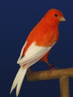 normal_rojo_marfil_alas_blancas_1.jpg