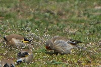 mixto en libertad.jpg