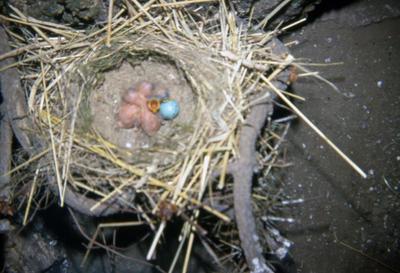 pichones.jpg