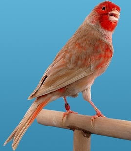 bruno_pastel_rojo_mosaico.jpg