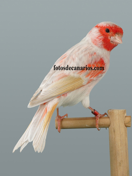 bruno opal rojo mosaico.jpg