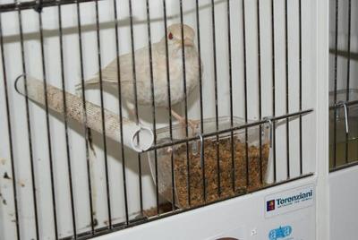 Mirlo Satine.jpg