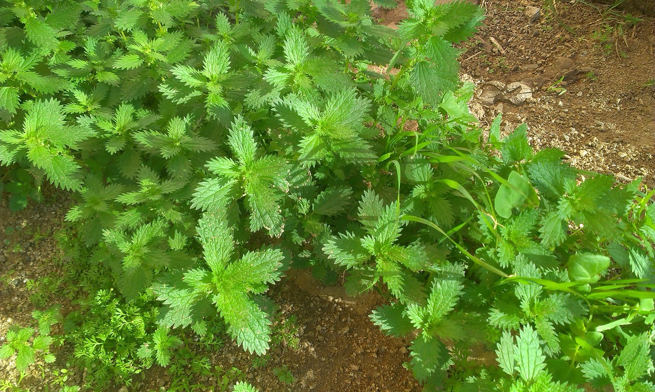 IMAG0060.jpg