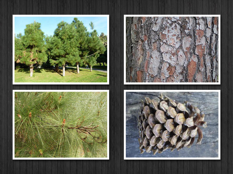 canariensis.jpg