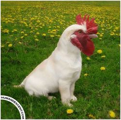 bichosphoto172.jpg