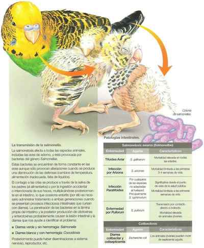 enfermedad de la salmonella.jpg