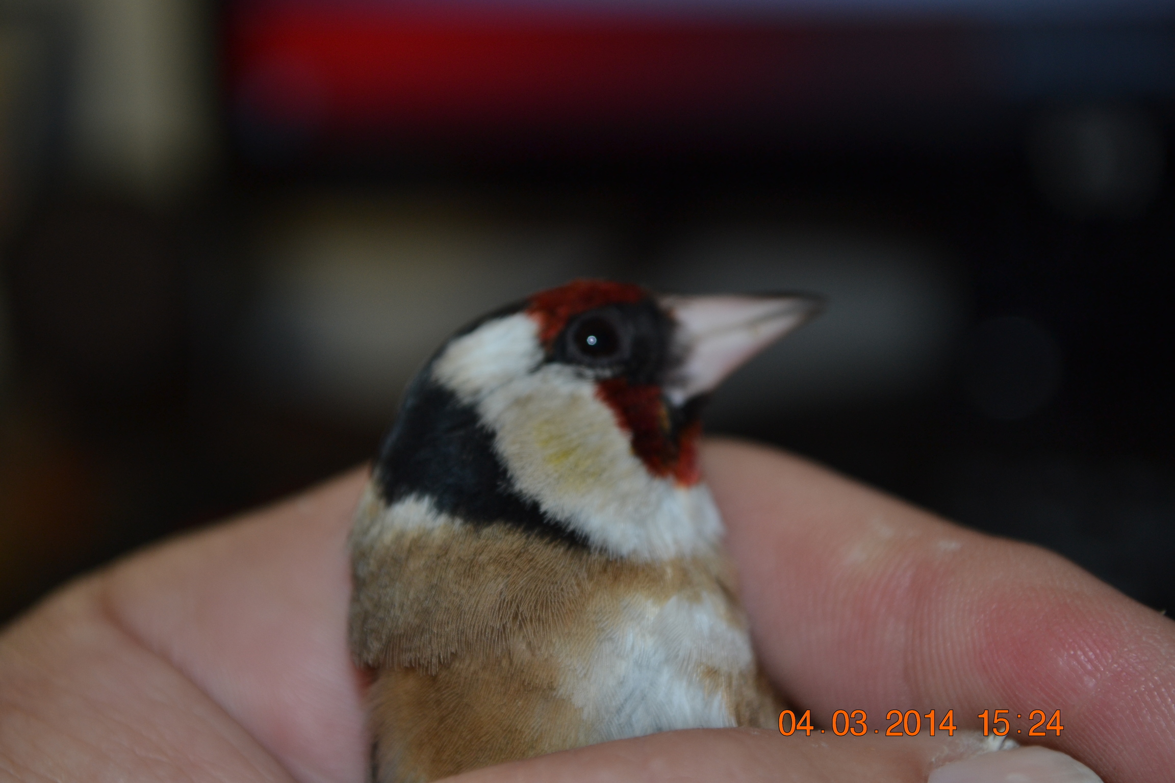 DSC_0068.JPG