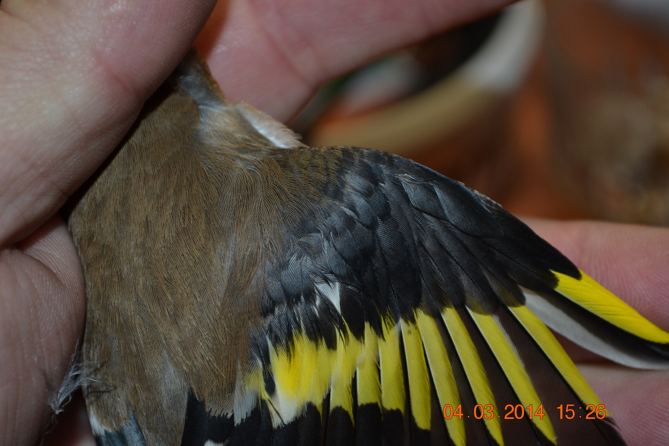 DSC_0071.JPG