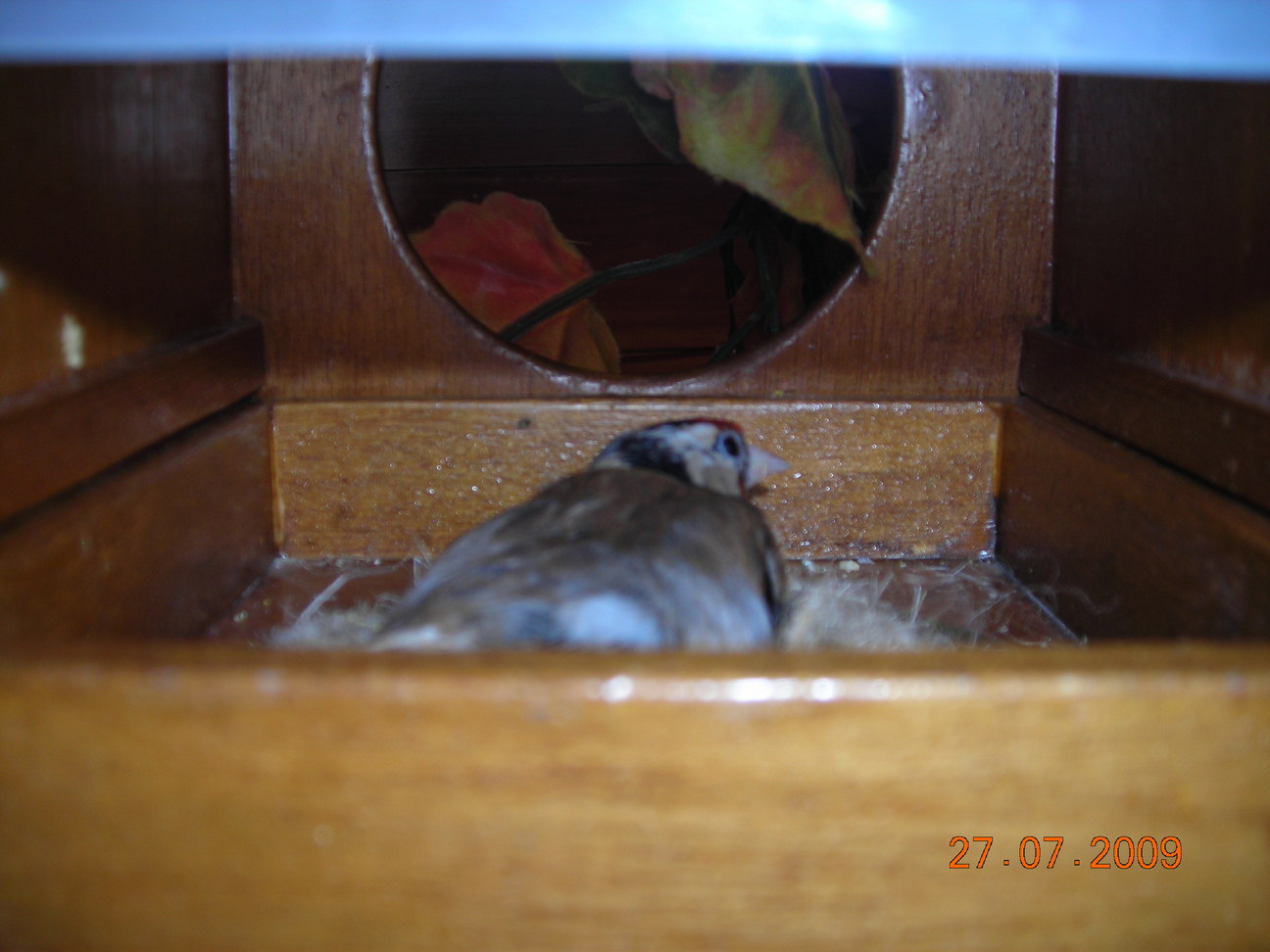 pajaros 2 012.jpg