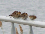 pardillo-piquigualdo.jpg