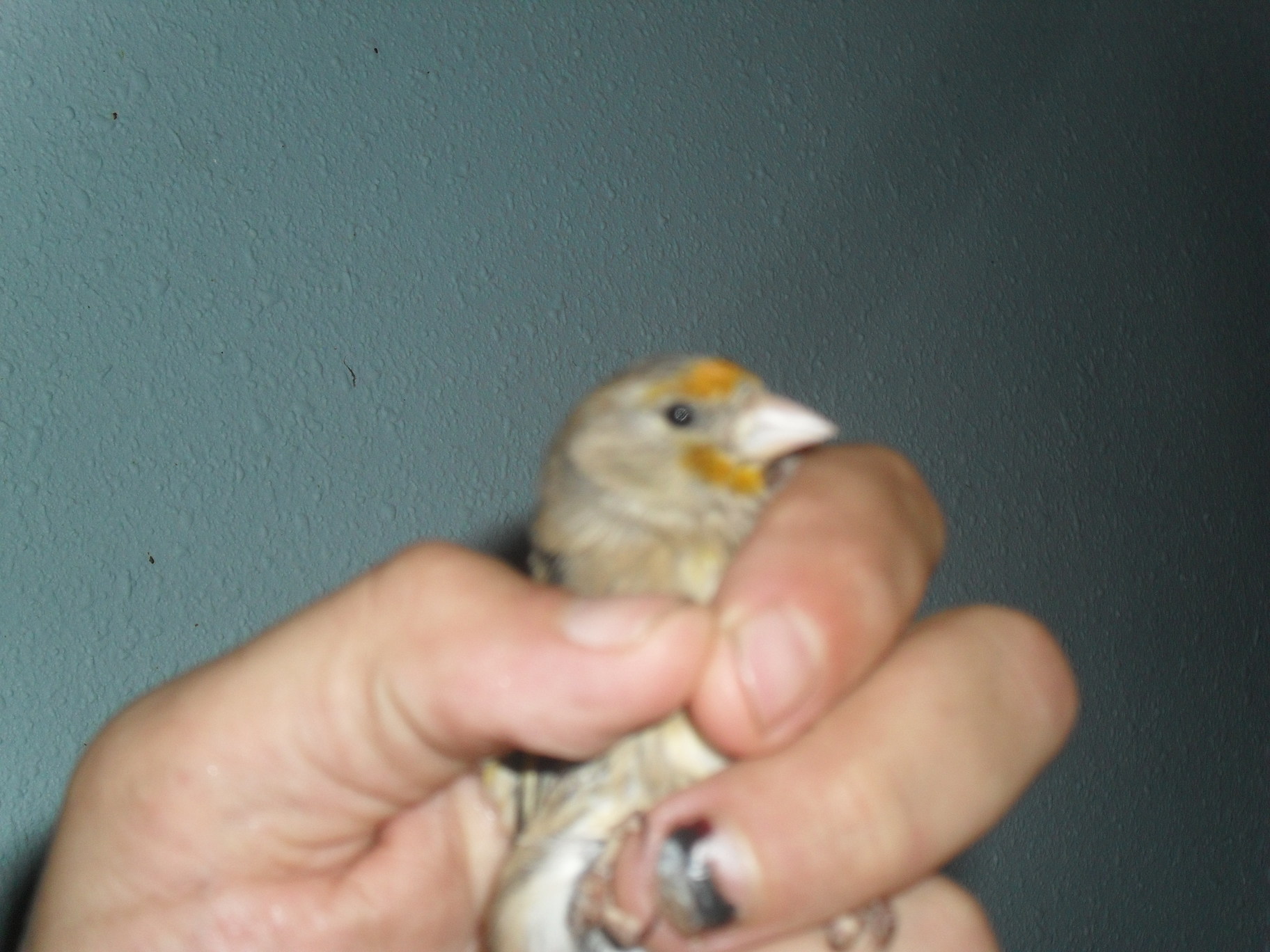SDC10447.JPG