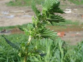 E:\Documents and Settings\Administrador.ILLUSION_V2\Mis documentos\Mis imágenes\ortiga1.jpg