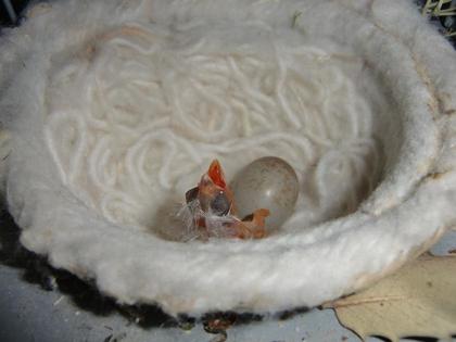 PRIMERA CRIA MIXTO.JPG