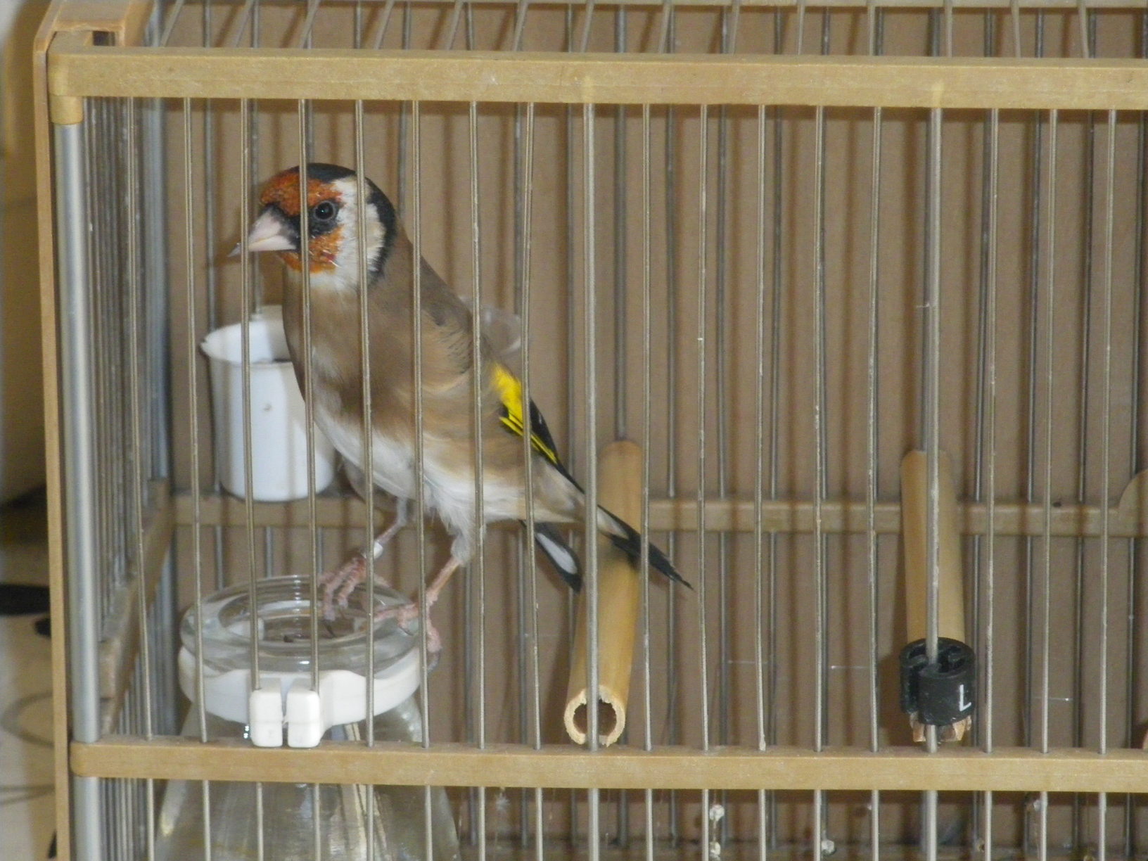Un gran pisador, son pareja con la hembra de abajo, este año me sacaron 4 pollitos pero era su primer año y no los pudo tirar adelante.