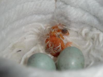 CRIA CANARIA DOS.JPG