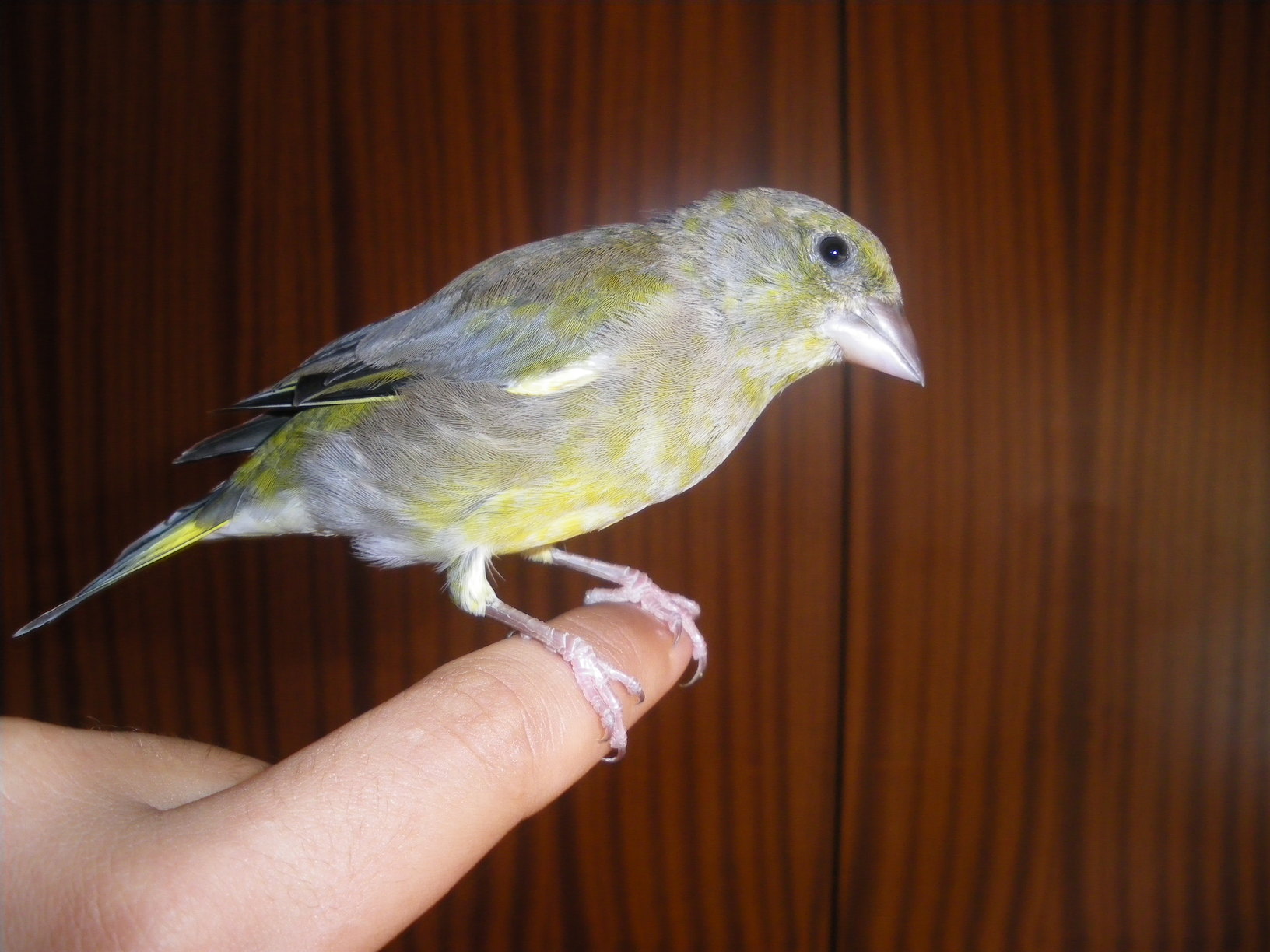 Verderon criado a palillo