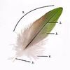 200px-Parts_of_feather_modified.jpg