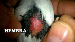 IMG-20140429-WA0001.gif