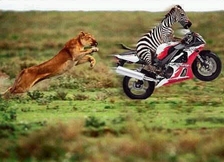 animales-graciosos-risa-cebra-leopardo.jpg
