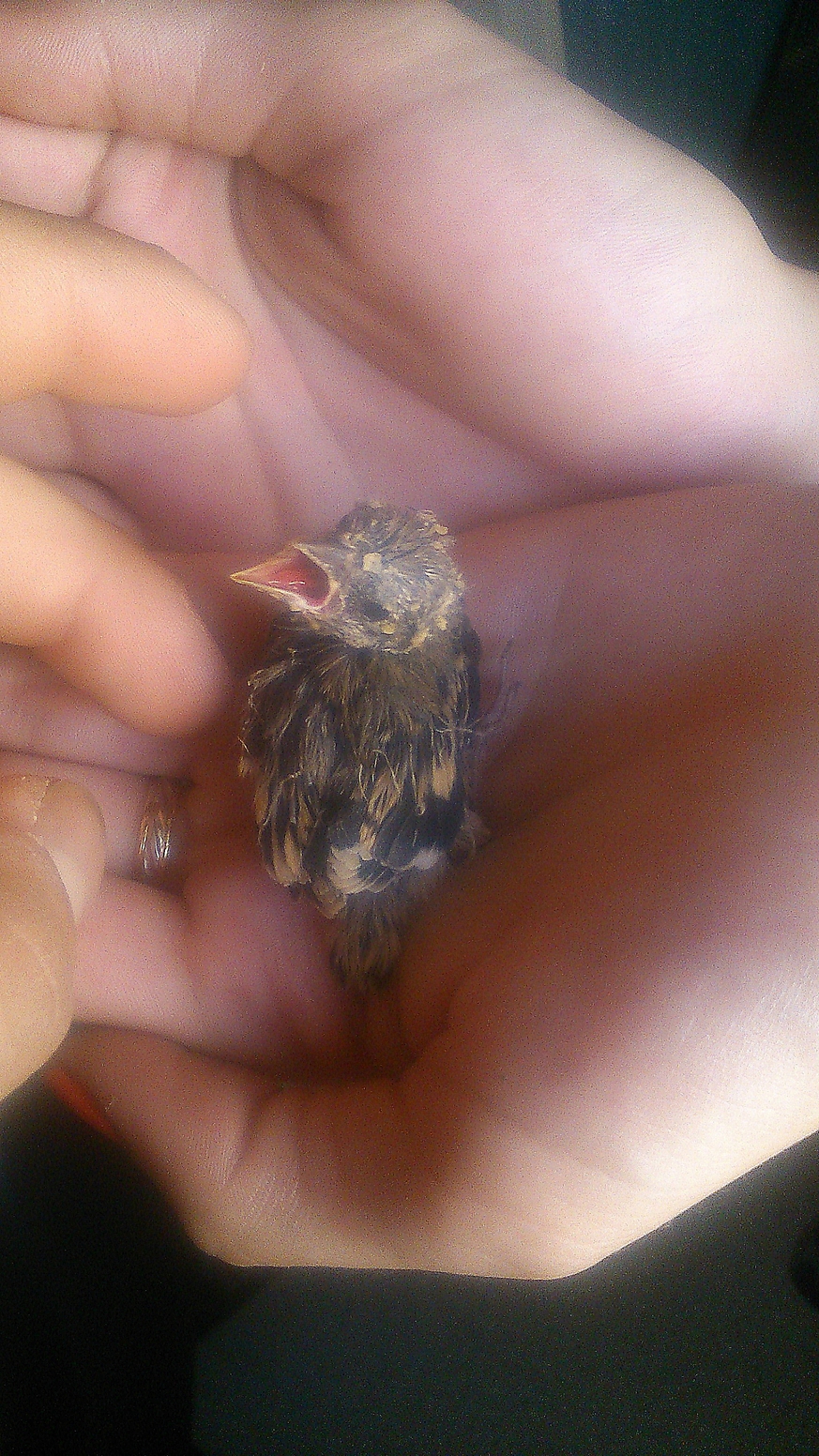¿Me podéis decir qué pájaro es este?