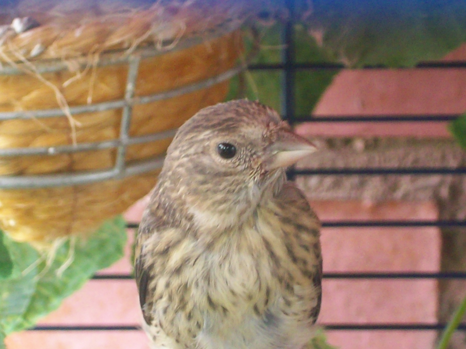 mixto2.2.JPG
