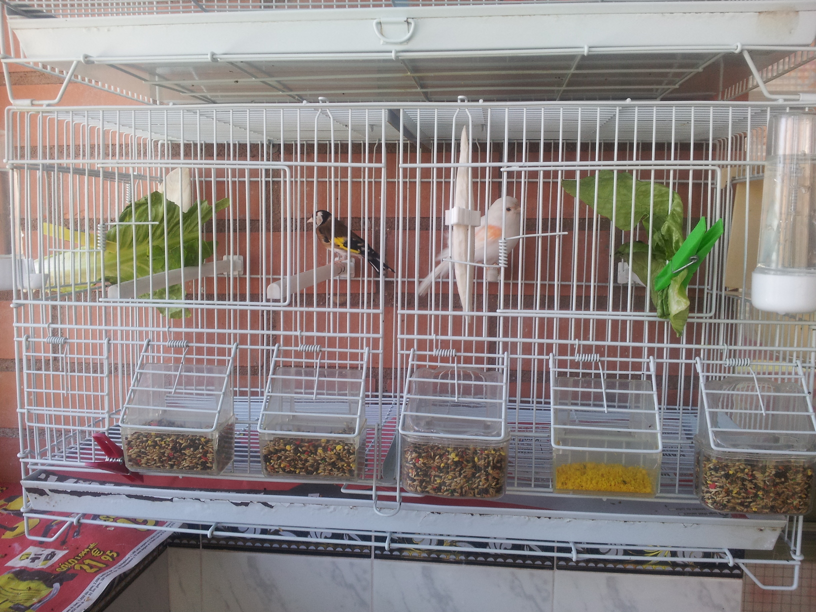 Os presento a mis pajaros