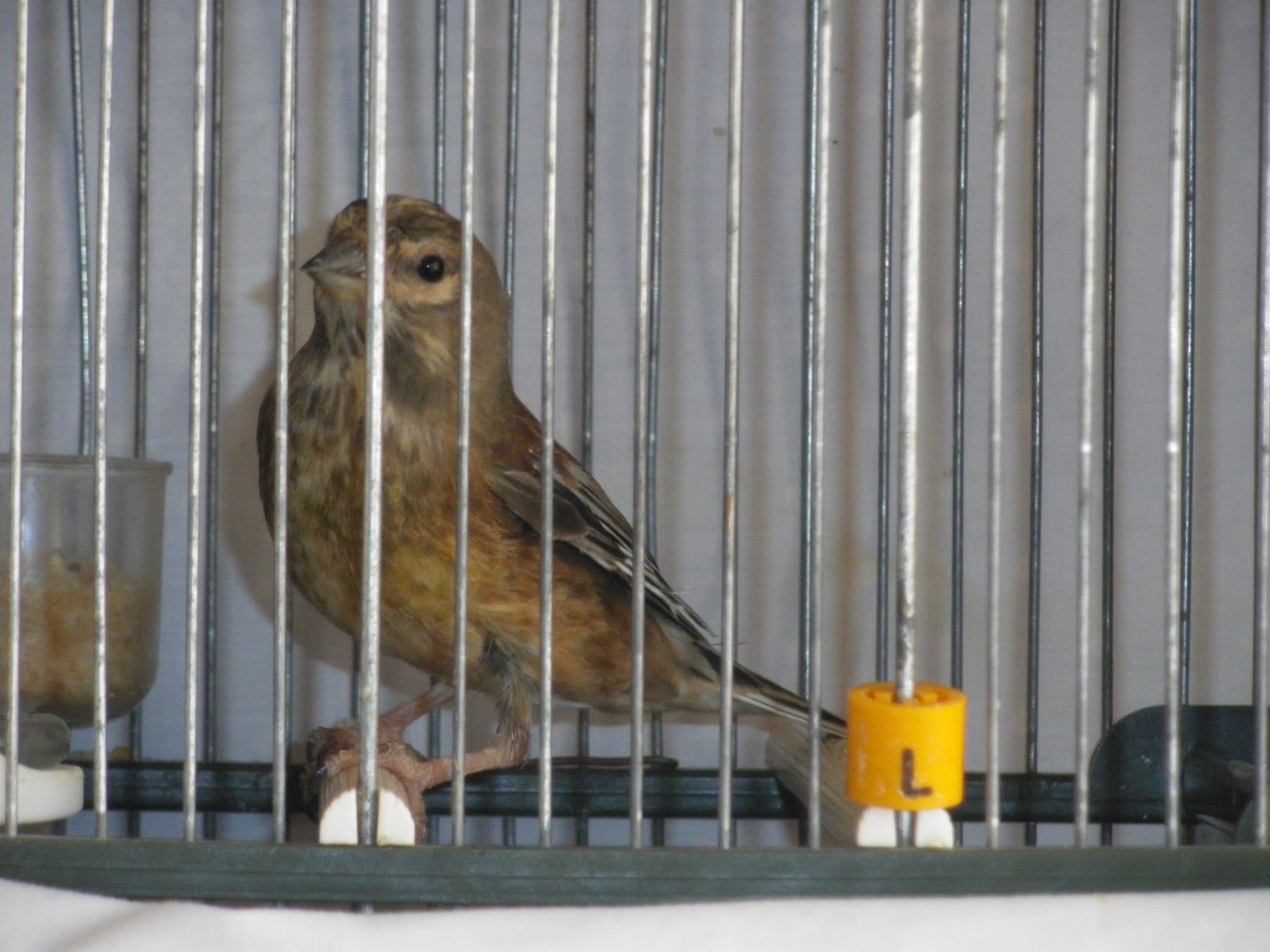 Pardillo de pega, ahora esta mudando