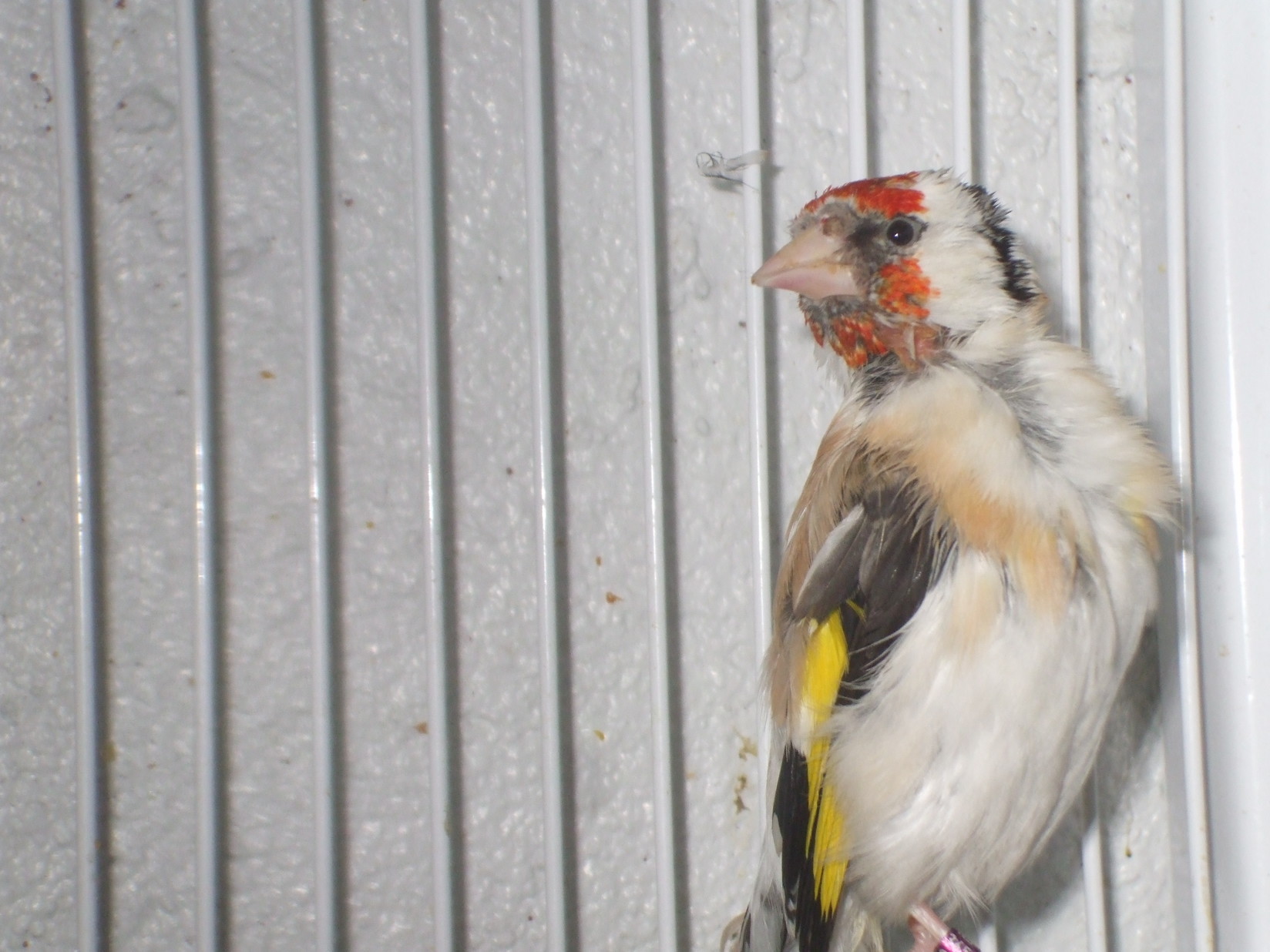 eumo enfermo, se le cae las plumas,
