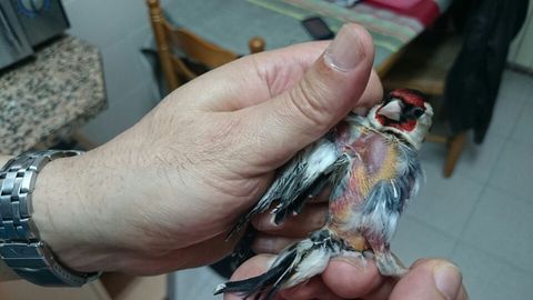 Pajaro.jpg