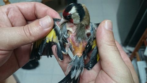Pajaro3.jpg