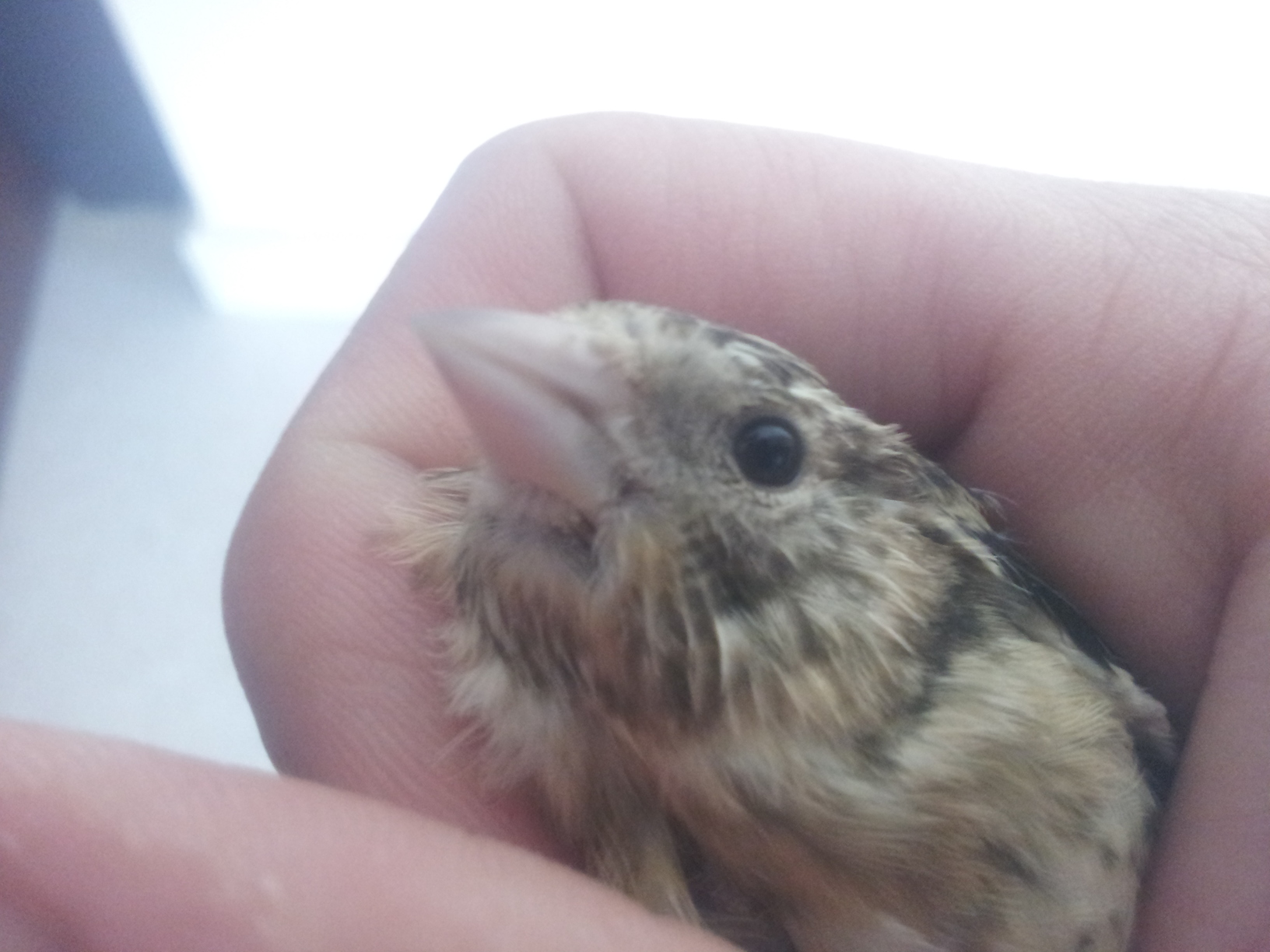 20140531_085102.jpg