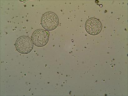 Prepolen de cesped.jpg