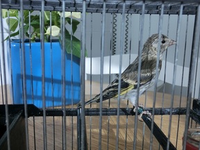 Pájaro 6