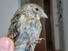 Pájaro 6