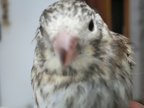 Pájaro 6