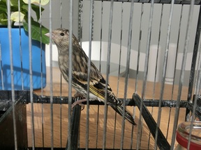 Pájaro 7