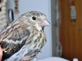 Pájaro 7