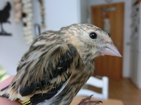 Pájaro 4