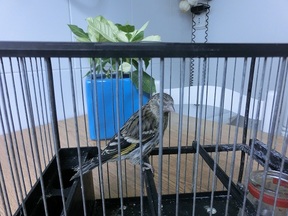 Pájaro 5.