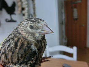 Pájaro 5